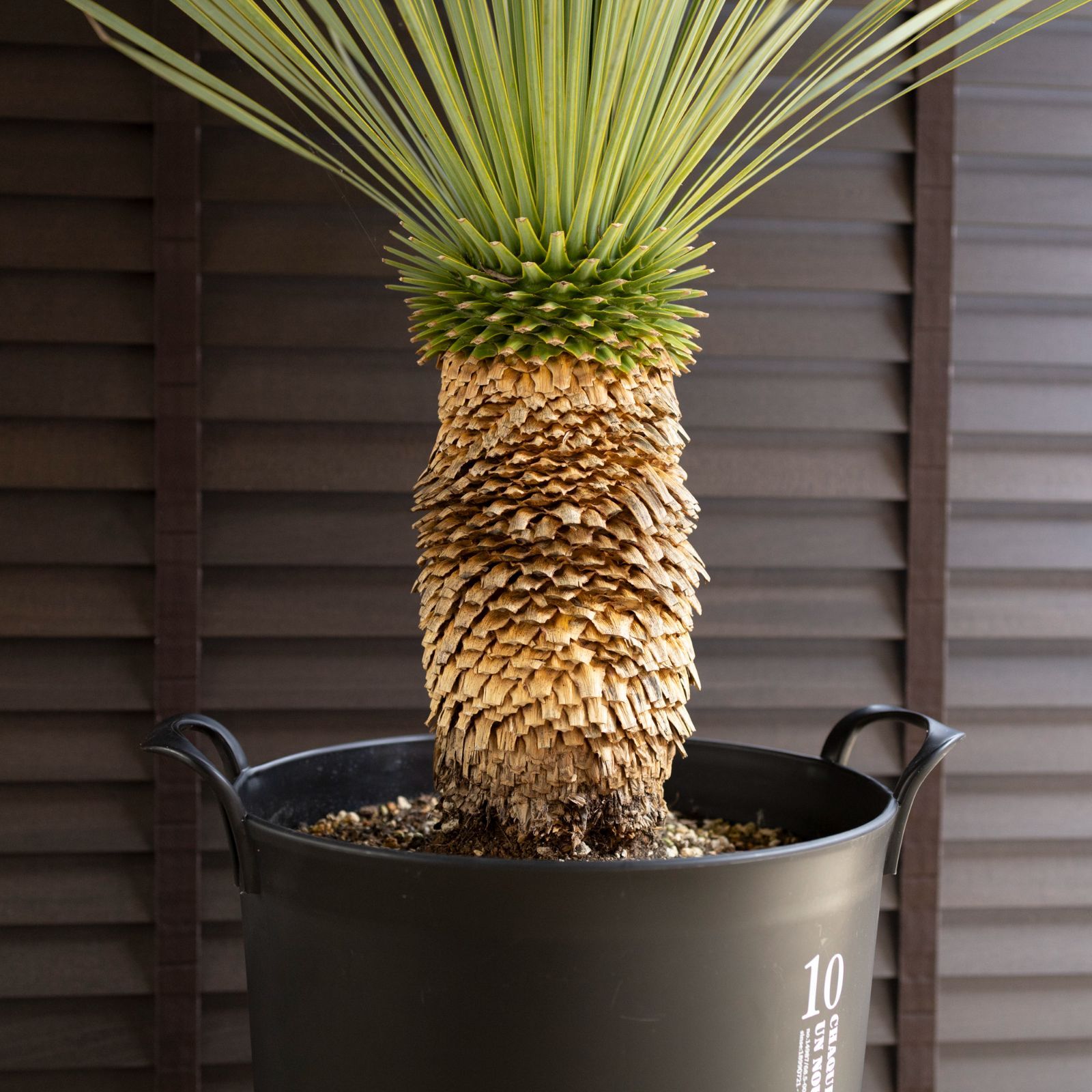 国産 ユッカ ロストラータ Rostrata 10号 細葉タイプ 庭木 観葉植物 