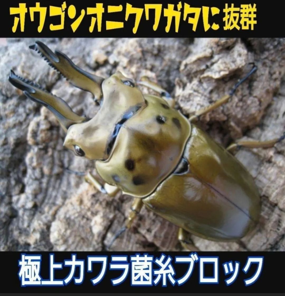 極上！カワラ菌糸瓶【8本】タランドゥス・オウゴンオニクワガタ・レギウスが巨大化！ 極上☆カワラタケ菌糸ブロッククヌギ100％・1番菌のみ使用