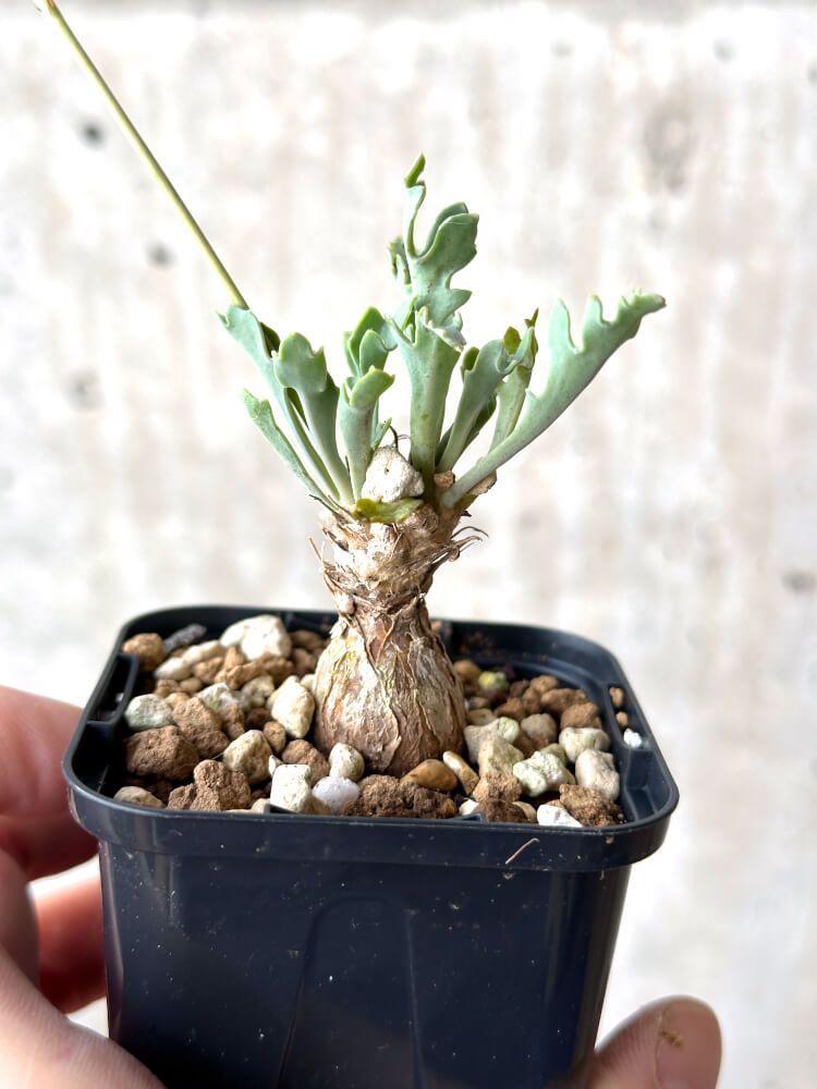 現品限りオトンナ ステインコフL24 Othonna sp Steinkopf植物塊根植物 夏型 コーデックス 現品限りオトンナ ステインコフL24 Othonna sp Steinkopf植物