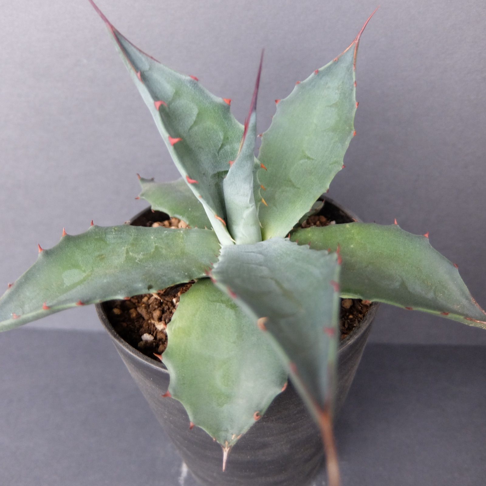 Agave salmiana crassispinaサルミアーナ クラッシスピナ - メルカリ