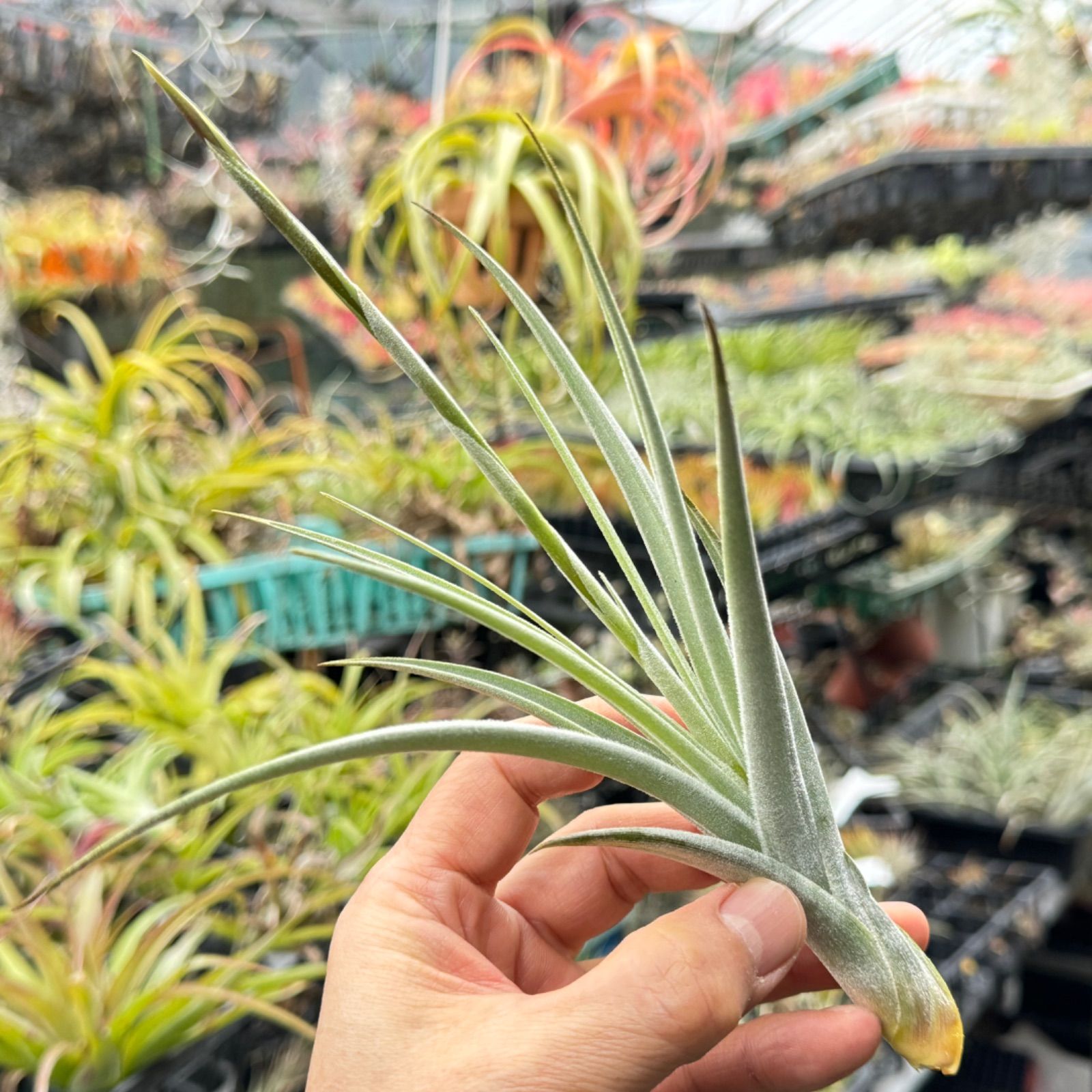 Tillandsia ロレンツィアナ lorentziana チランジア | 花芽