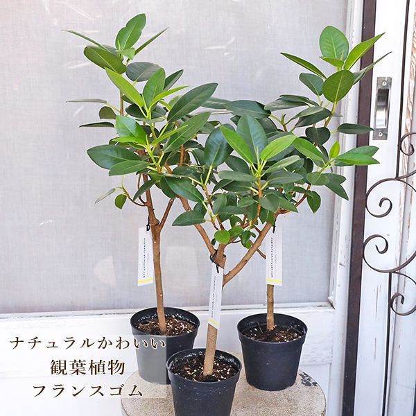 フィカス /スマートインテリア:フランスゴムの木 オシャレなフランス