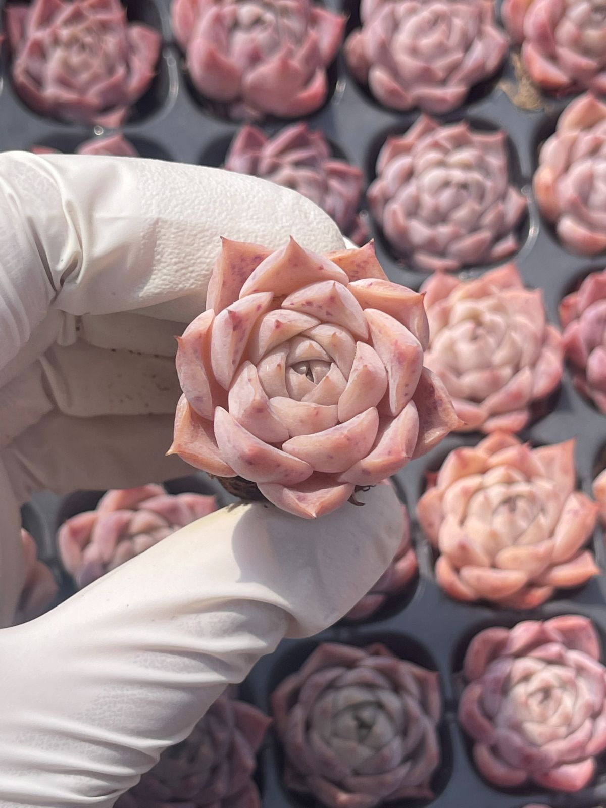 128株 S100-4 多肉植物 エケベリア 粉氷 超美苗 サボテン 観葉植物 花