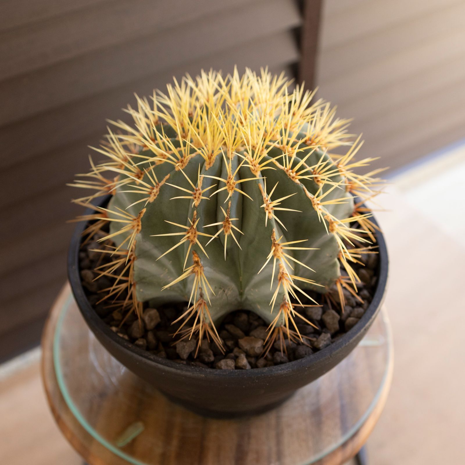 発根済】24cm 王冠竜 フェロカクタス ブルーバレルカクタス