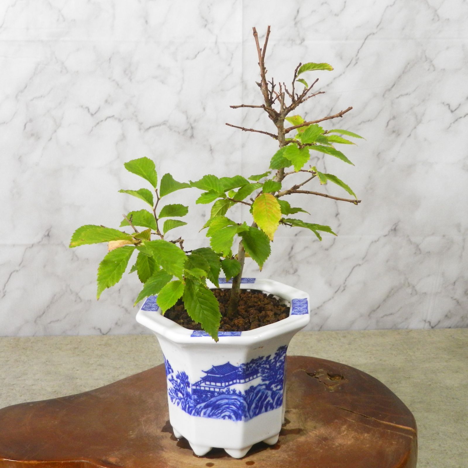 小品盆栽【欅（ケヤキ）寄せ植え】長角鉢 - メルカリ