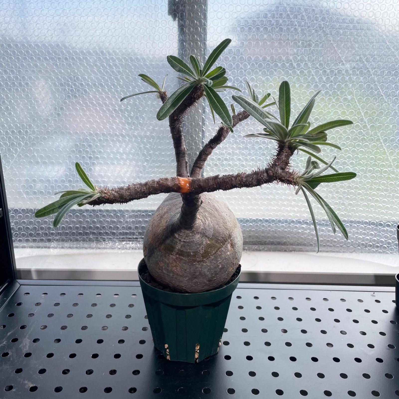 発根済 グラキリス 現地球 【公式通販】