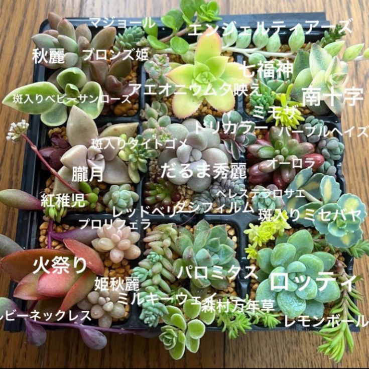 アエオニウム カット苗♡詰め込みセット③(メルカリ便) 【公式通販】