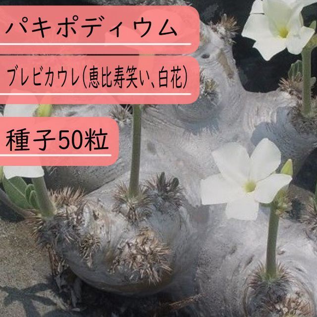 種子】パキポディウム・ブレビカウレ(恵比寿笑い、白花) 種子50粒 - メルカリ