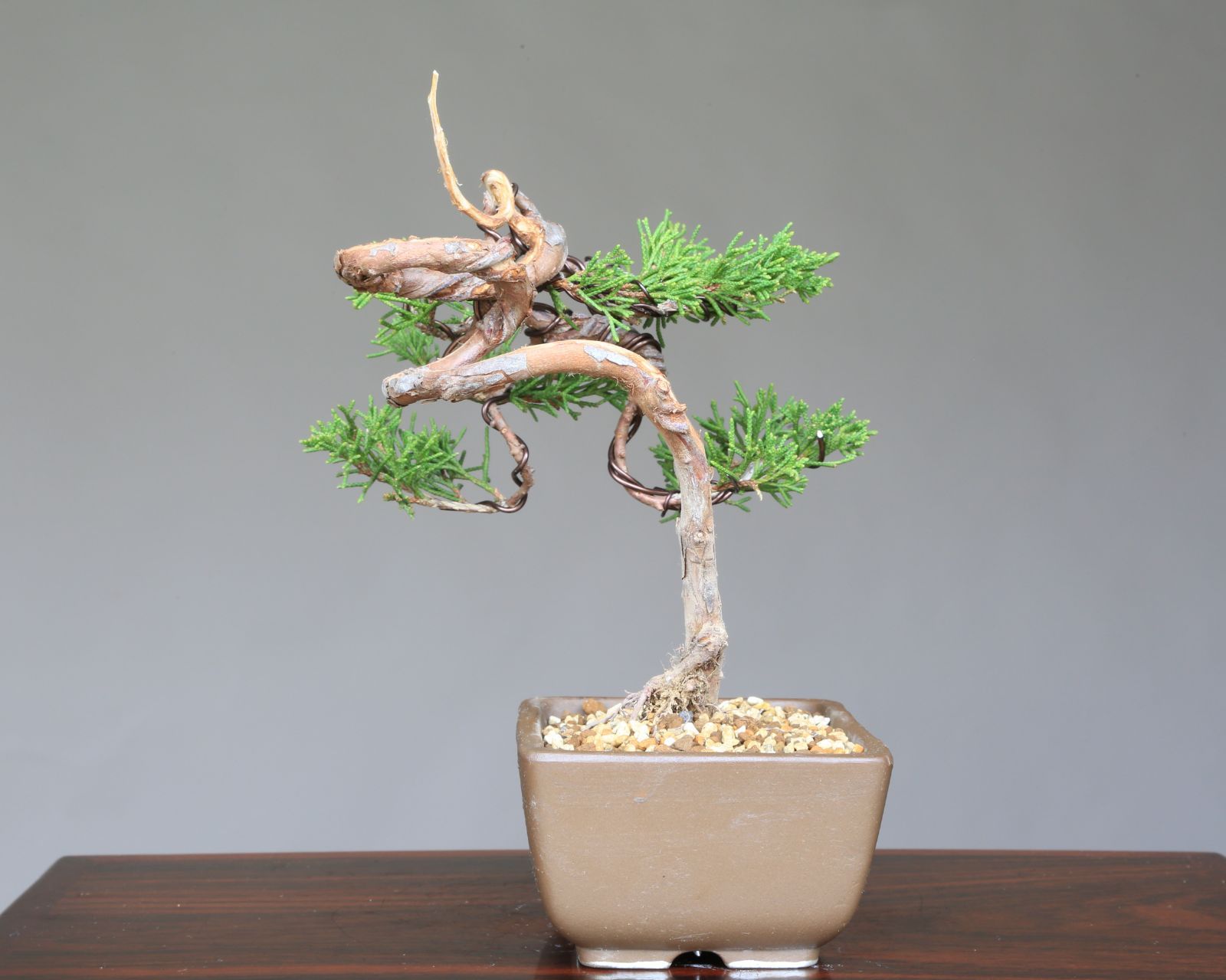 糸魚川真柏 小品盆栽 【泰寿園 Online】現品 一点物 松柏 真柏 糸魚川真柏 小品盆栽 【泰寿園 Online】現品 一点物 松柏 真柏