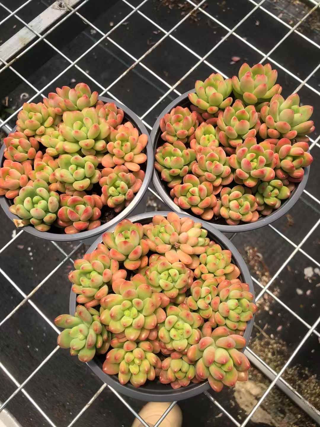 MWHY1113×30 シャングリラ 抜き苗 多肉植物 アエオニウム エケベリア 韓国苗