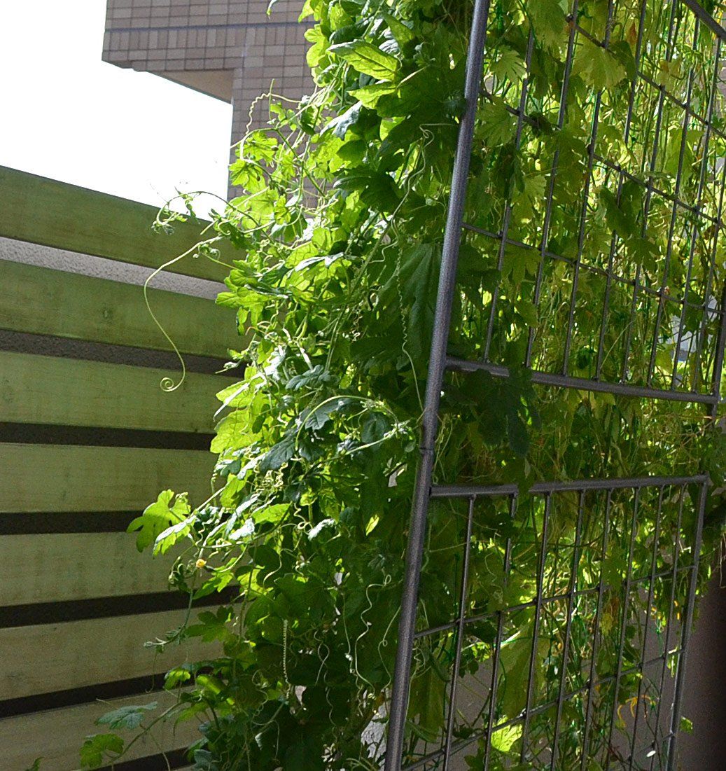 WAF-1100BASE-SLV トレリス