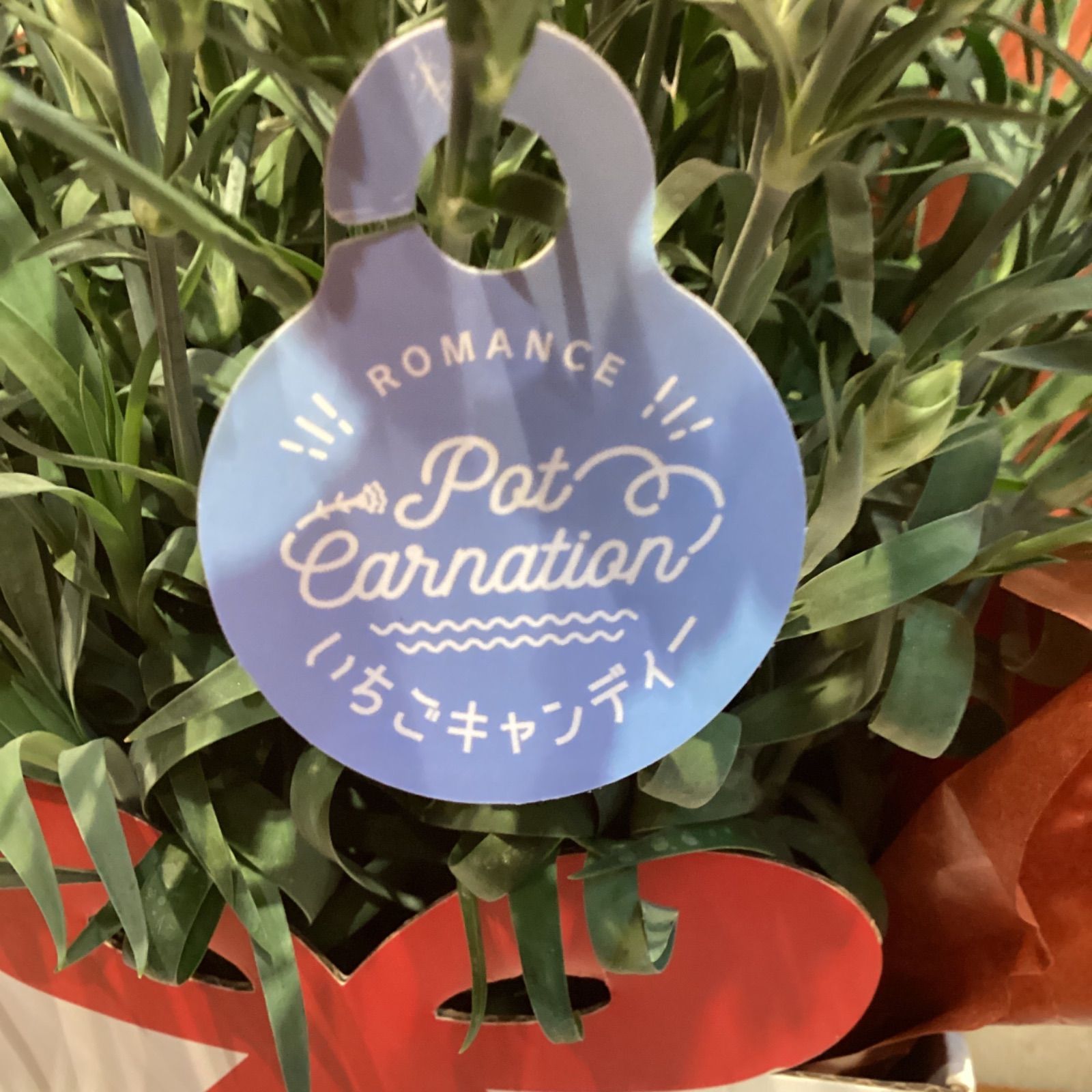 母の日ギフト❣️カーネーション❤️いちごキャンディ 5号鉢 - メルカリ