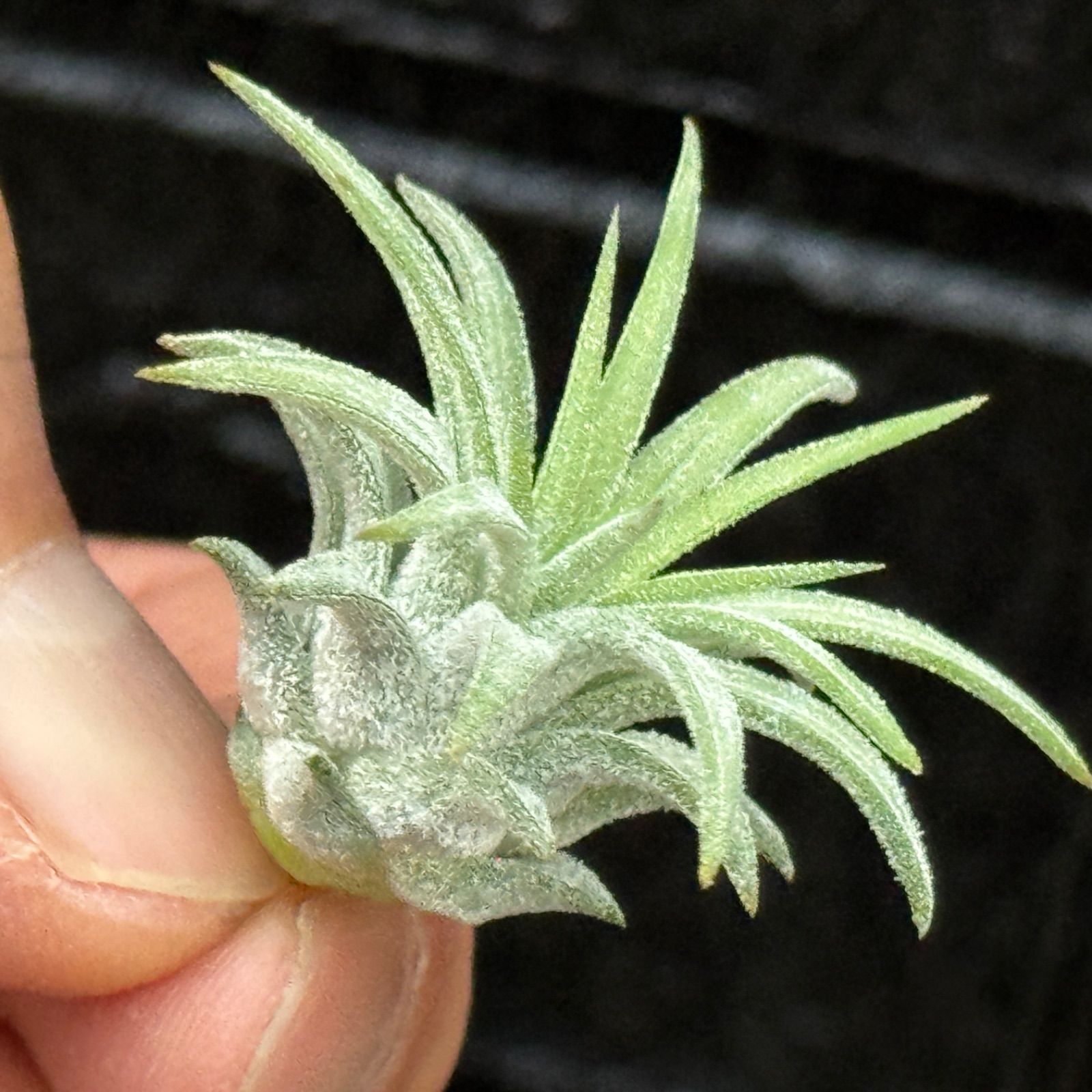 チランジア イオナンタ ロン Tillandsia ionantha Ron＊エア