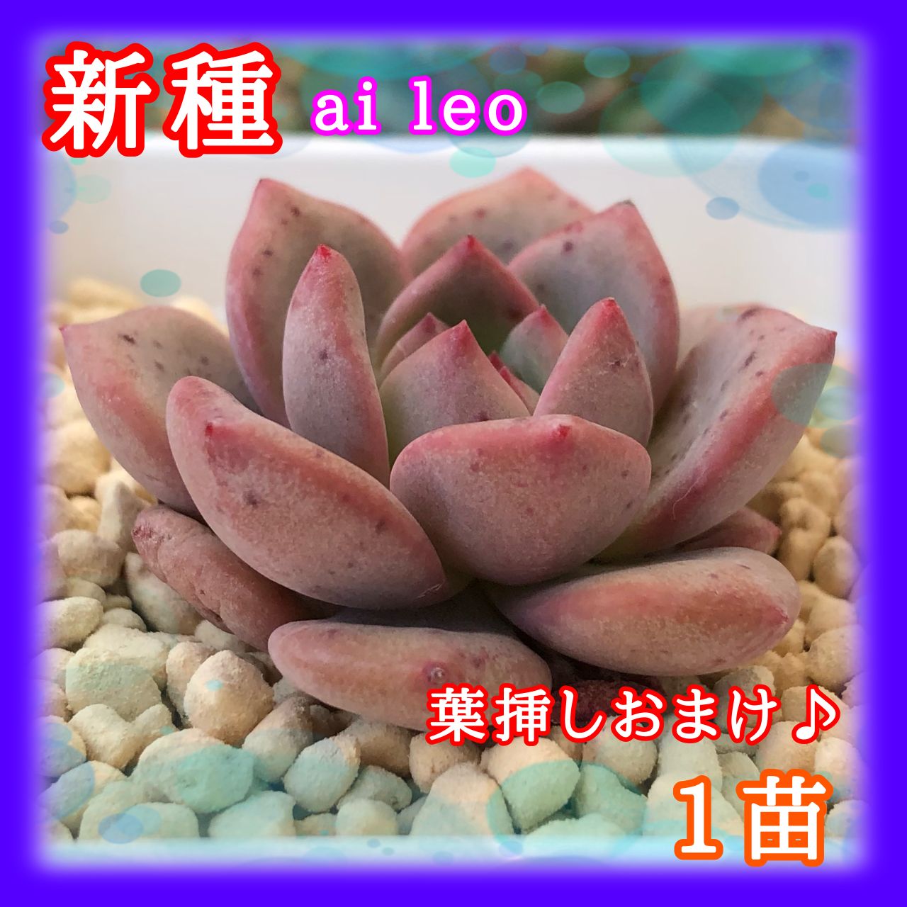 多肉植物　新種　ai le o 韓国苗　1苗