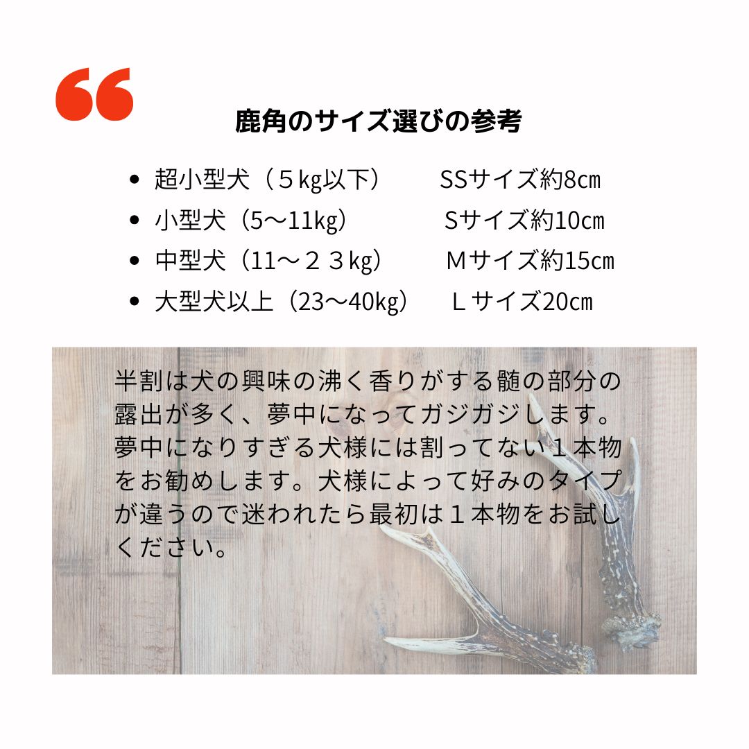 天然鹿の角5対(10本)セット No.7 天然鹿の角5対(10本)セット No.7 天然鹿の角5