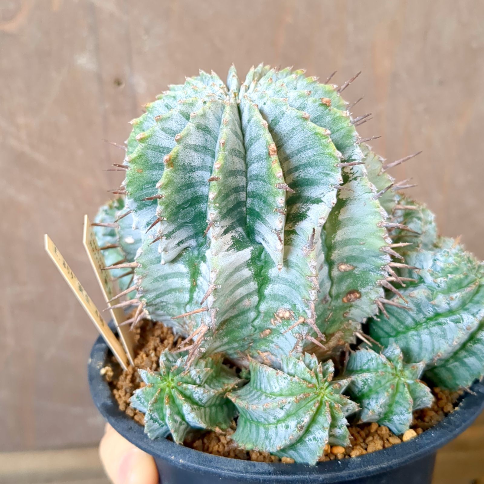 (綴化)ユーフォルビア　ホリダ　モンストローサ　実生　変異種　陶器鉢付き 実生 ホリダ ユーフォルビア 綴化)ユーフォルビア ホリダ モンスト