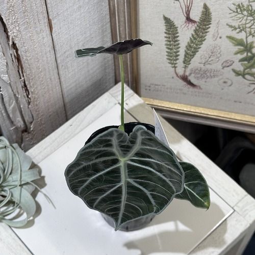 観葉植物 アロカシア ワトソニア ライトニング 3号(個体おまかせ1鉢