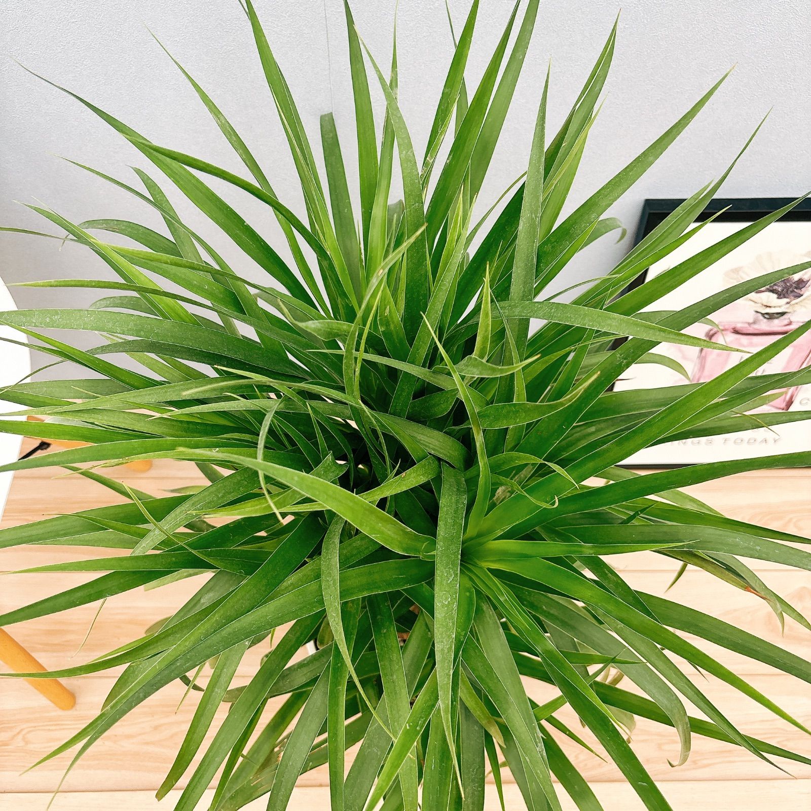 ドラセナ・カンボジアーナ-004 陶器鉢植え・Lサイズ（マット