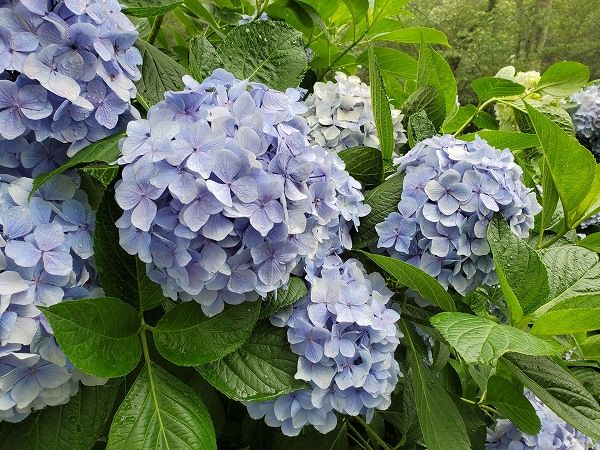 苗|苗木 20本セット アジサイ 青 樹高0.3m前後 15cmポット 青花 アオ あじさい 紫陽花 西洋アジサイ 苗木 苗 植木 庭木 生け垣 ka 20本 20 STEELWINDOWSANDDOORS_COM