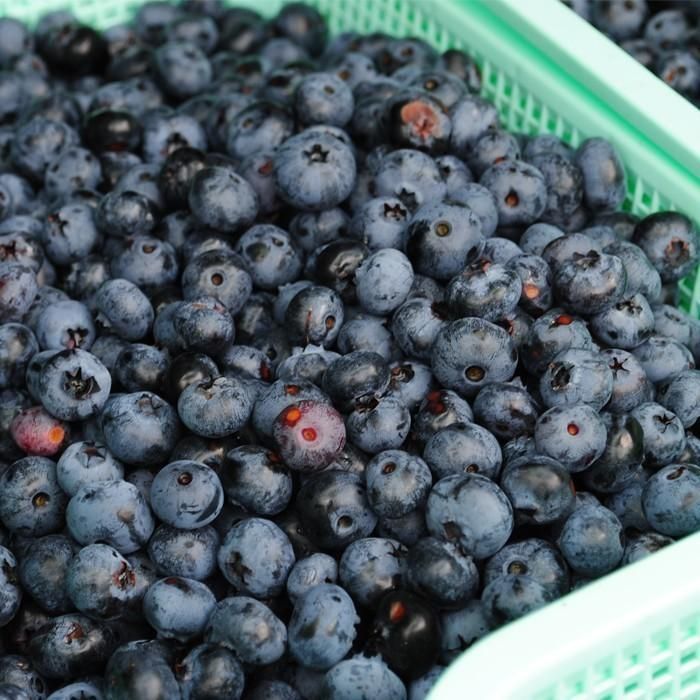 冷凍 コレクション ブルーベリー 3kg 山形県 ブルーベリー 一時休売