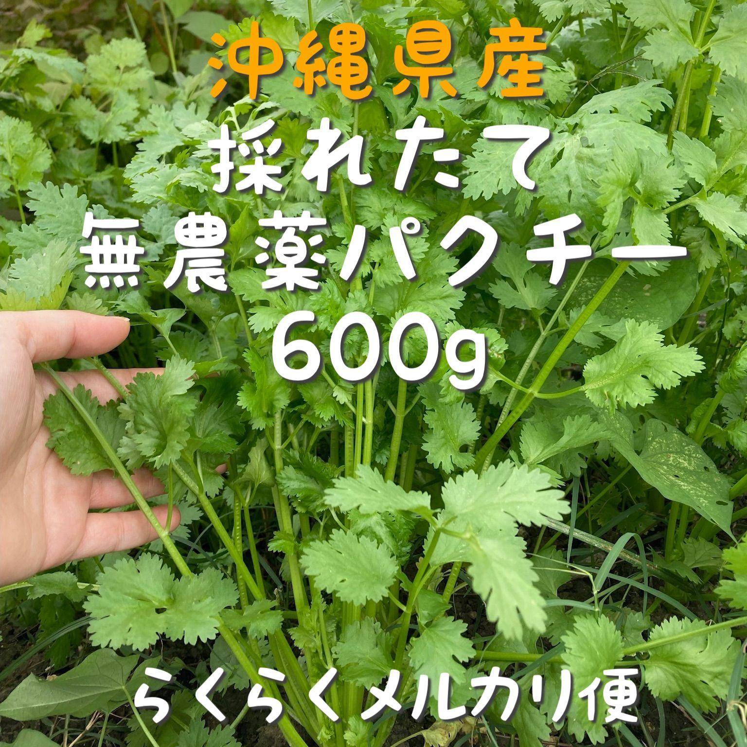 メルカリshops 沖縄県産 無農薬パクチー 600g
