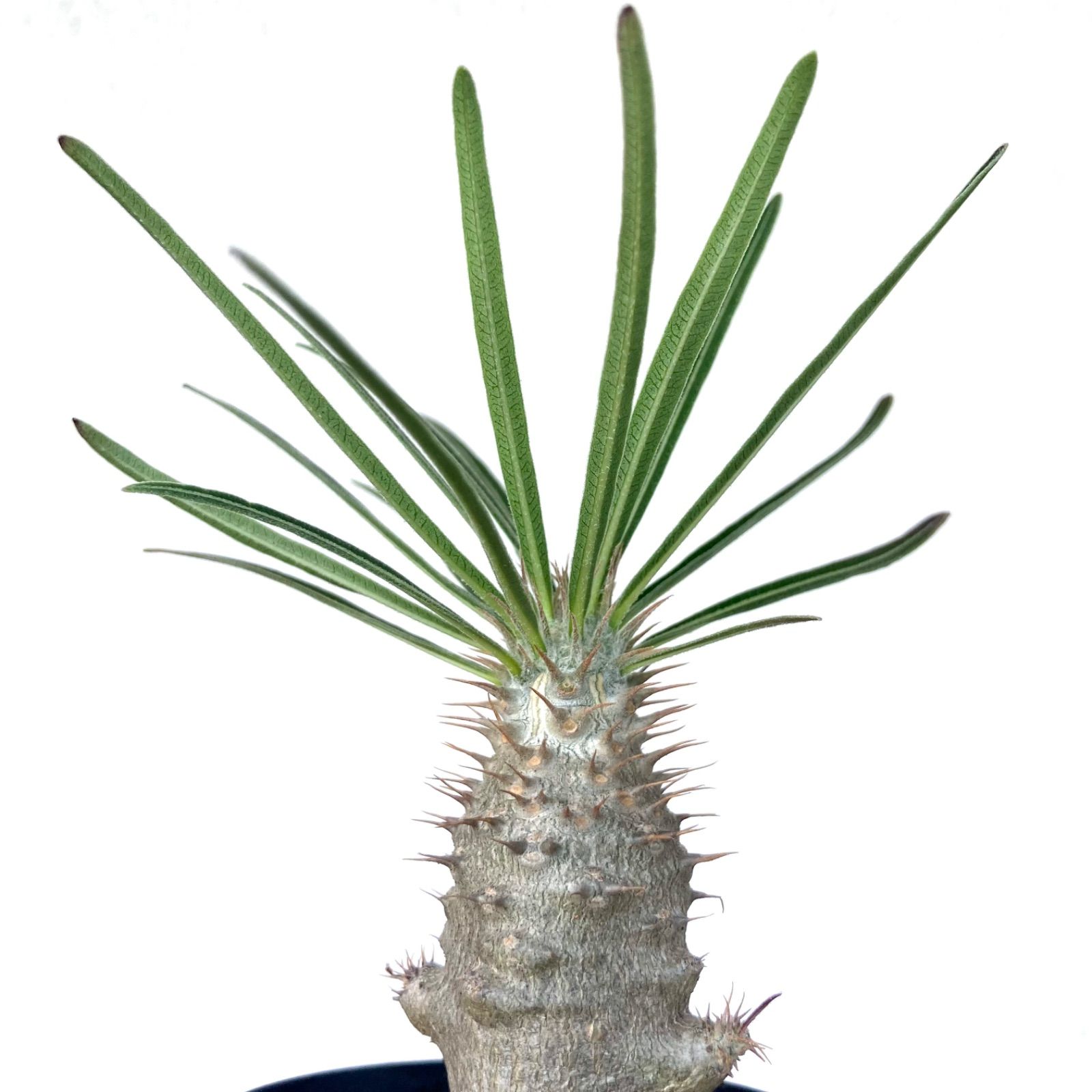 レア】パキポディウム グラキリス ＊細葉 実生7年＊ / 塊根植物