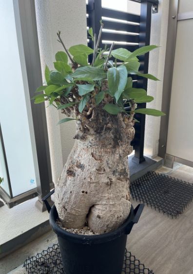 コレクション株】 特大 発根済み 現地株 バオバブ アダンソニア