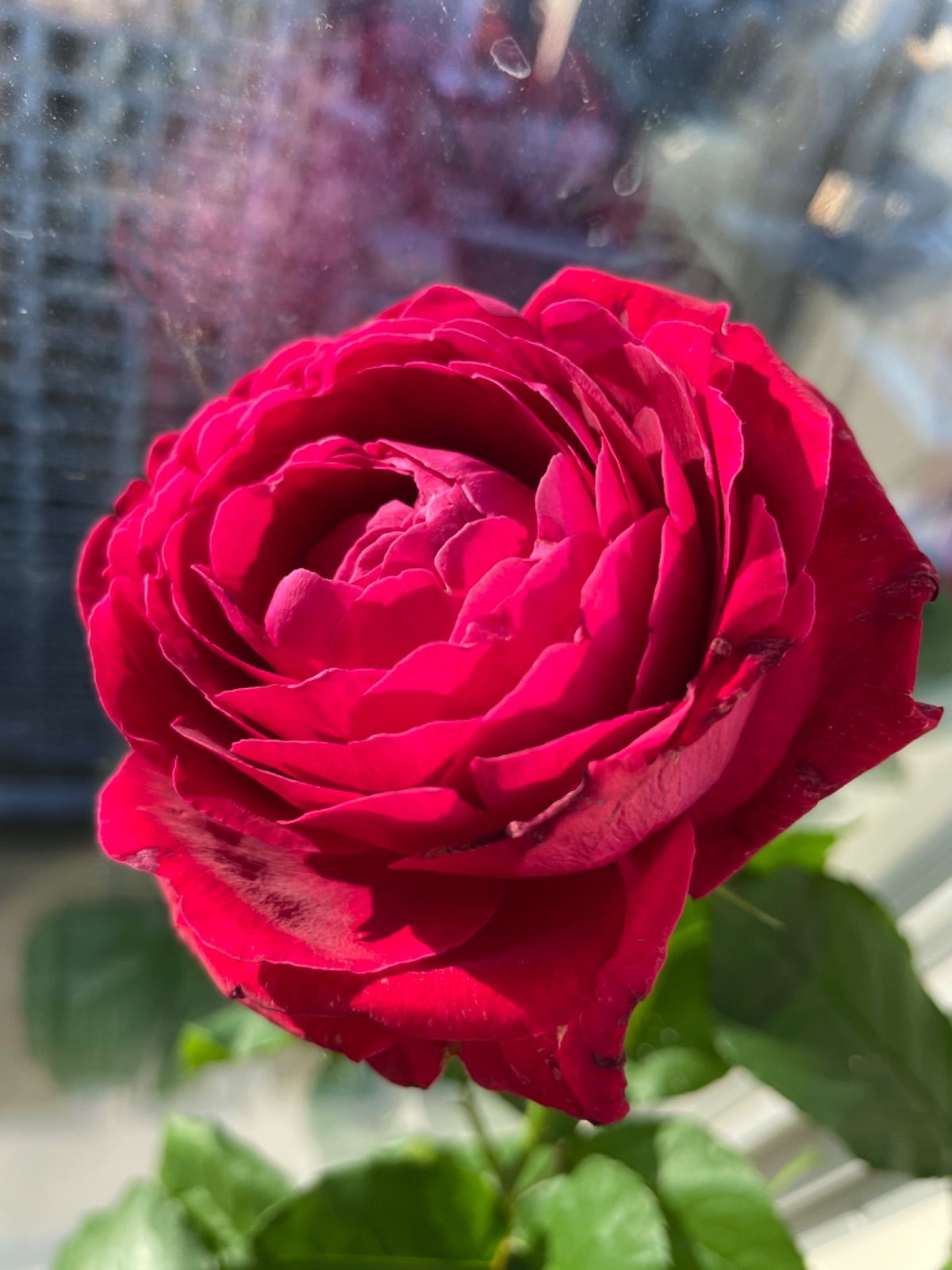 切りバラ苗　【黒珍珠】 黒赤バラ　レア　開花済み　ポットごとメルカリ便発送 切りバラ苗 【黒珍珠】 黒赤バラ レア ポットごとゆうパケット