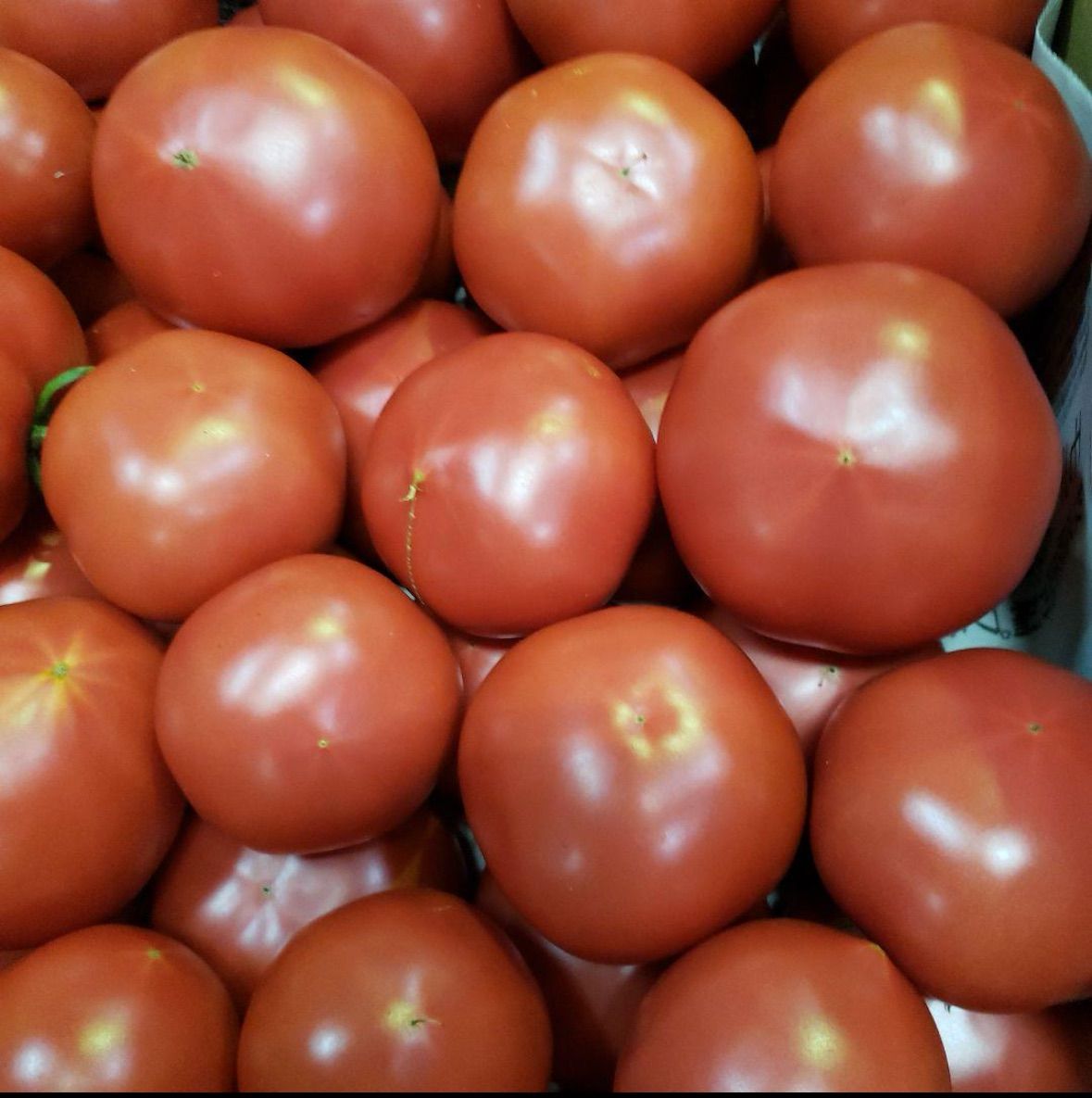 まなママ様 野菜セット 木なりトマト5kg 卵1 しょうが2 - メルカリ
