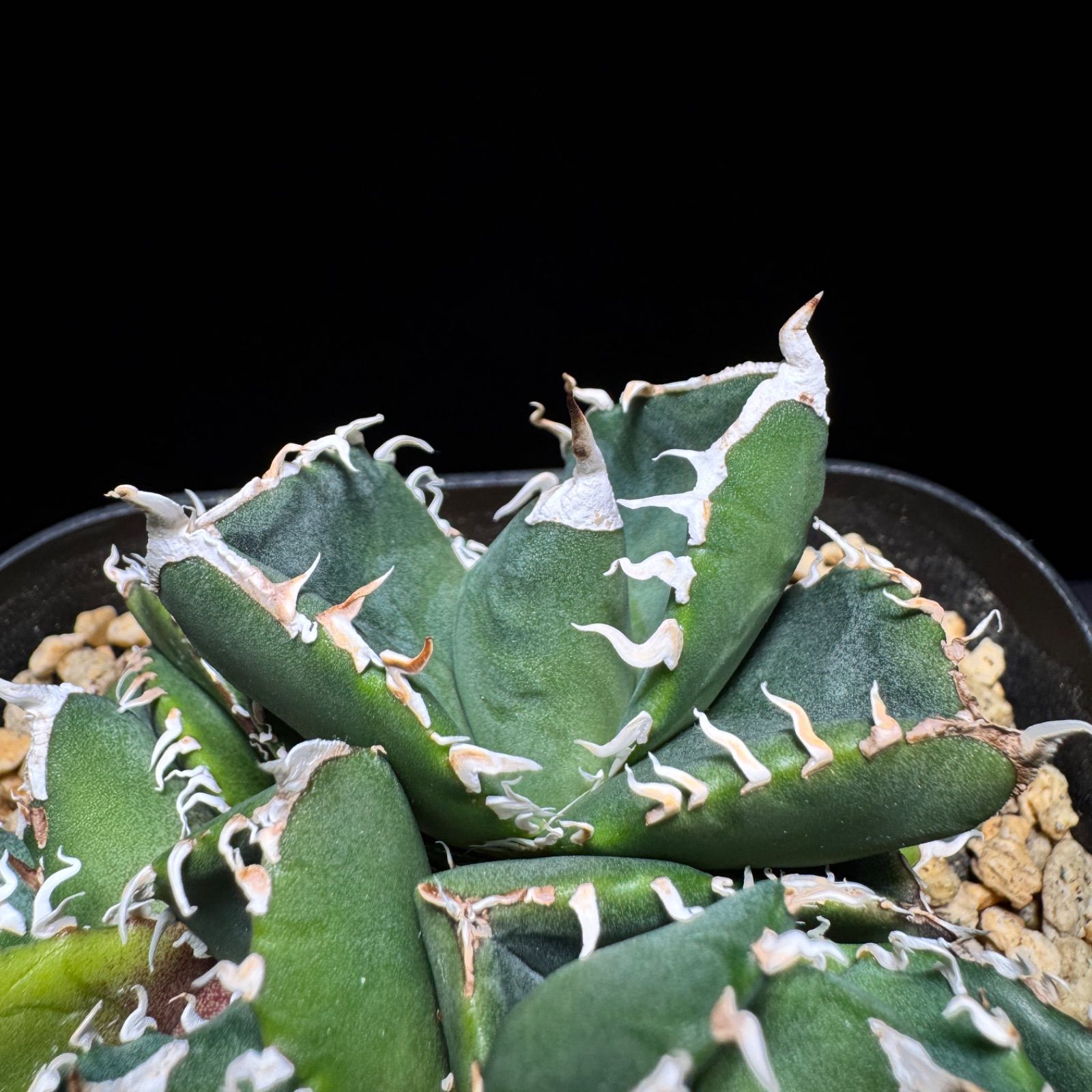 アガベ チタノタ 超OSP OSP産 - メルカリ