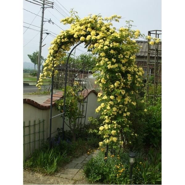 園芸 ガーデニング