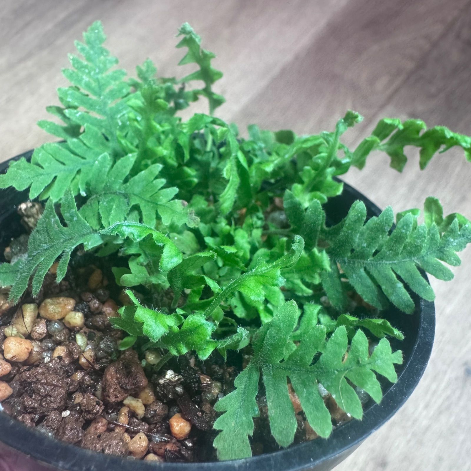 台湾アオネカズラ（抜き苗）現物発送 - メルカリ