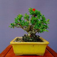 長寿梅 小品盆栽 樹齢３０年直送kaz