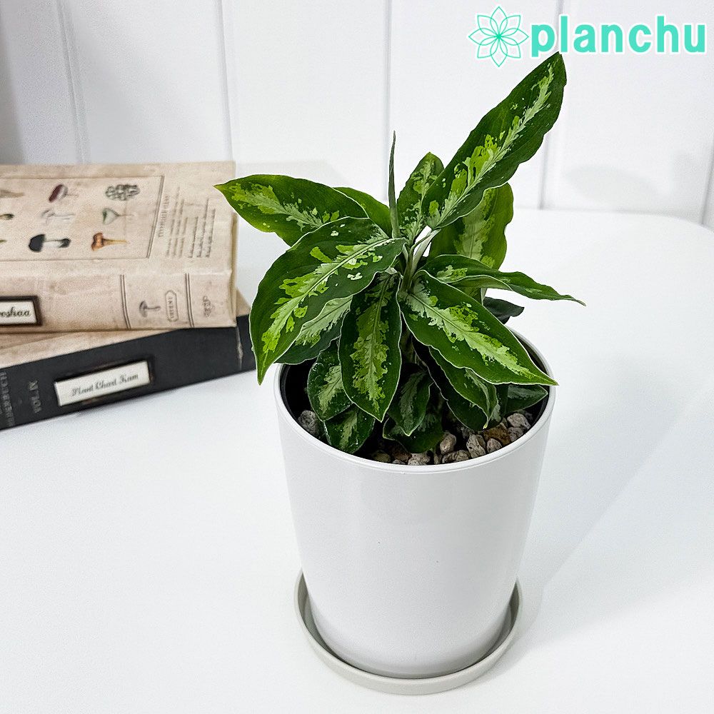 【稀品】桐火鉢　蒔絵　螺鈿細工　豪華な装飾　※桐なので軽量　レトロ　時代物 稀品】桐火鉢 蒔絵 螺鈿細工 豪華な装飾 ※桐なので軽量 レトロ 時代物