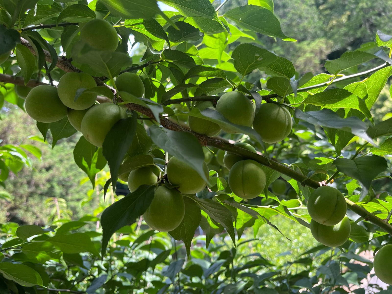 最終値下 青梅 箱込み15キロ もーじき終わり なおキングの梅 最終値下 青梅 箱込15キロ クール便 数日限定セール なおキング
