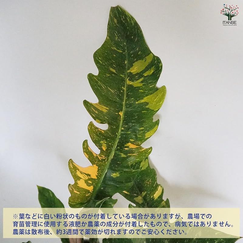 3個セット 品種で選べる観葉植物