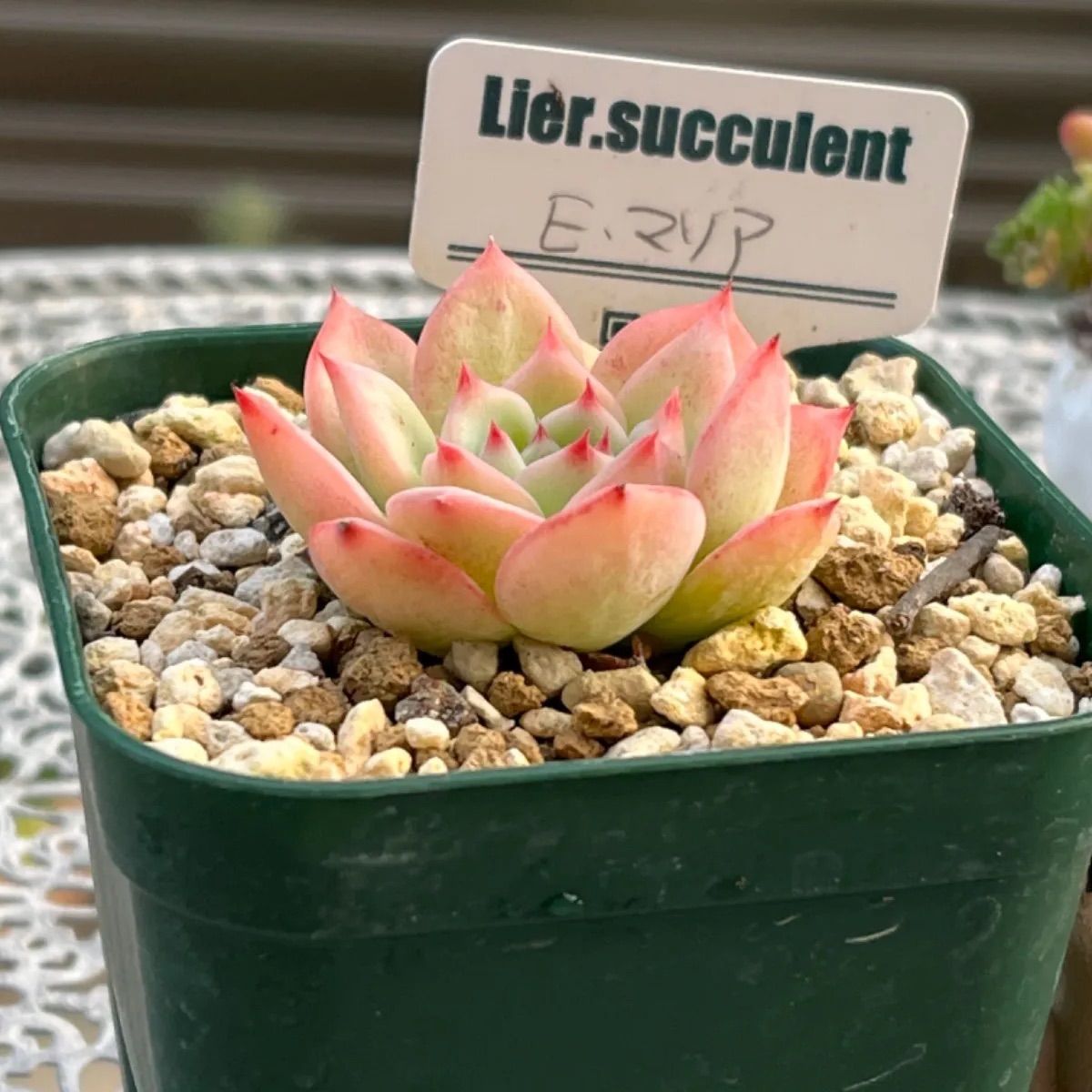 売却済み　　多肉植物 リエール苗　ブラックチップ BooTA29♡Succulent
