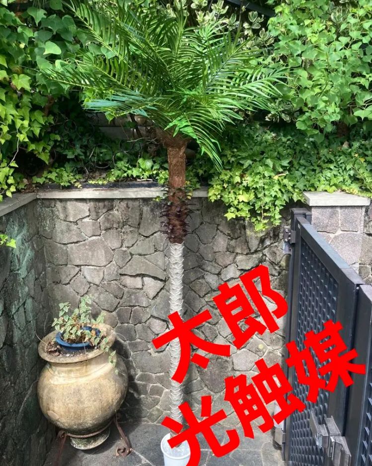光触媒 人工観葉植物 ウォールグリーン フェイクグリーン 光触媒 人工観葉植物 ウォールグリーン フェイクグリーン