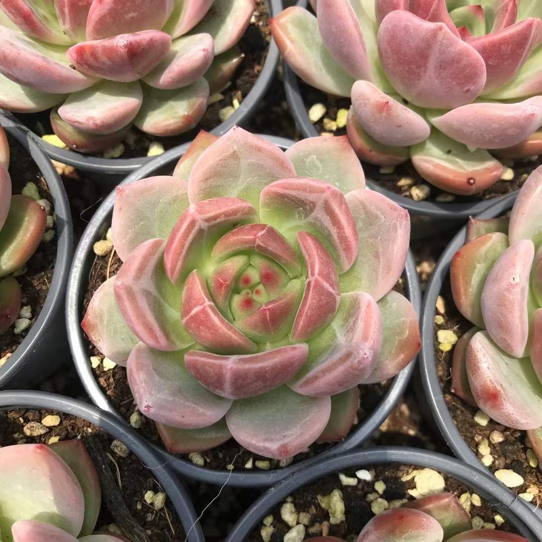 アエオニウム エケベリア