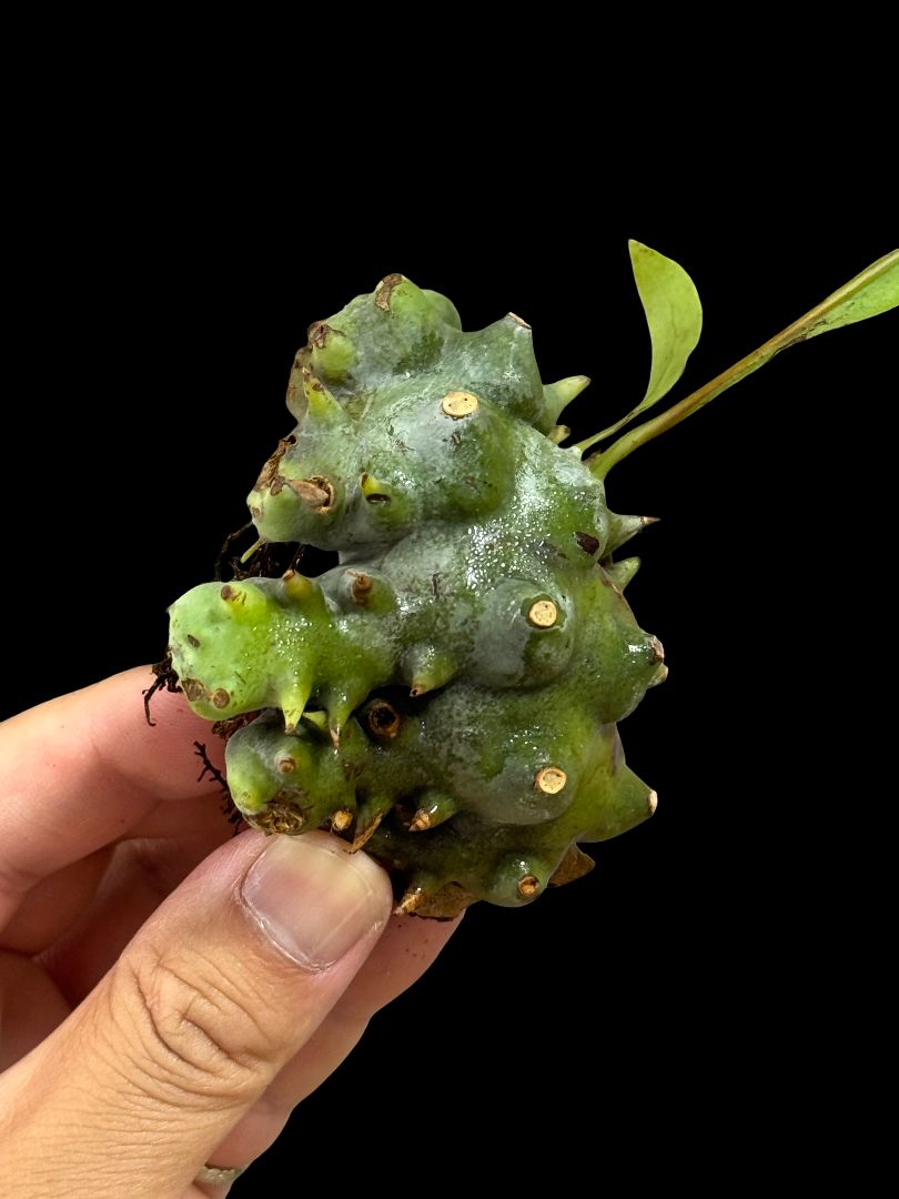 ▽Lecanopteris Spp balgooyi▽ B45 レカノプテリス バルゴイ