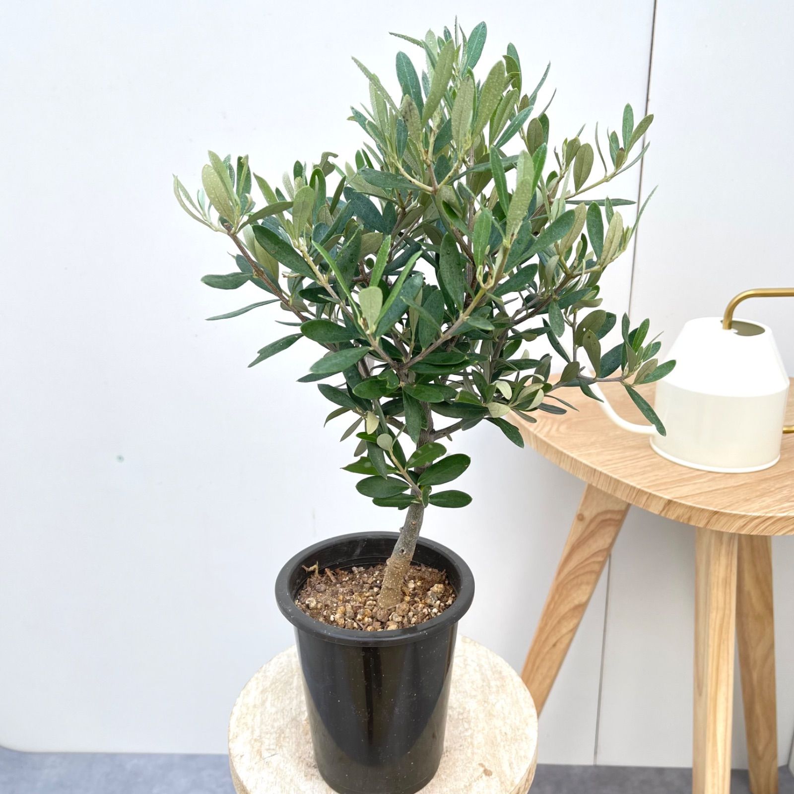 オリーブ チプレッシーノ 6【現品】観葉植物 創樹 SOUJU 4号