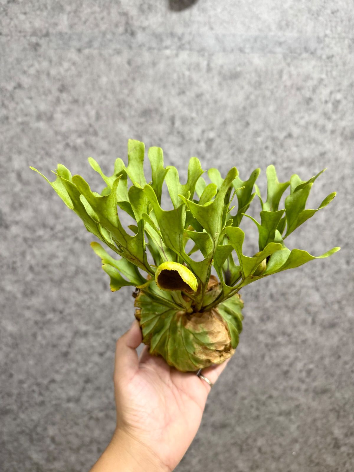 輸入直後!! 【 極細葉・Mサイズ】C8 ▽P.ridleyi Wild from Central