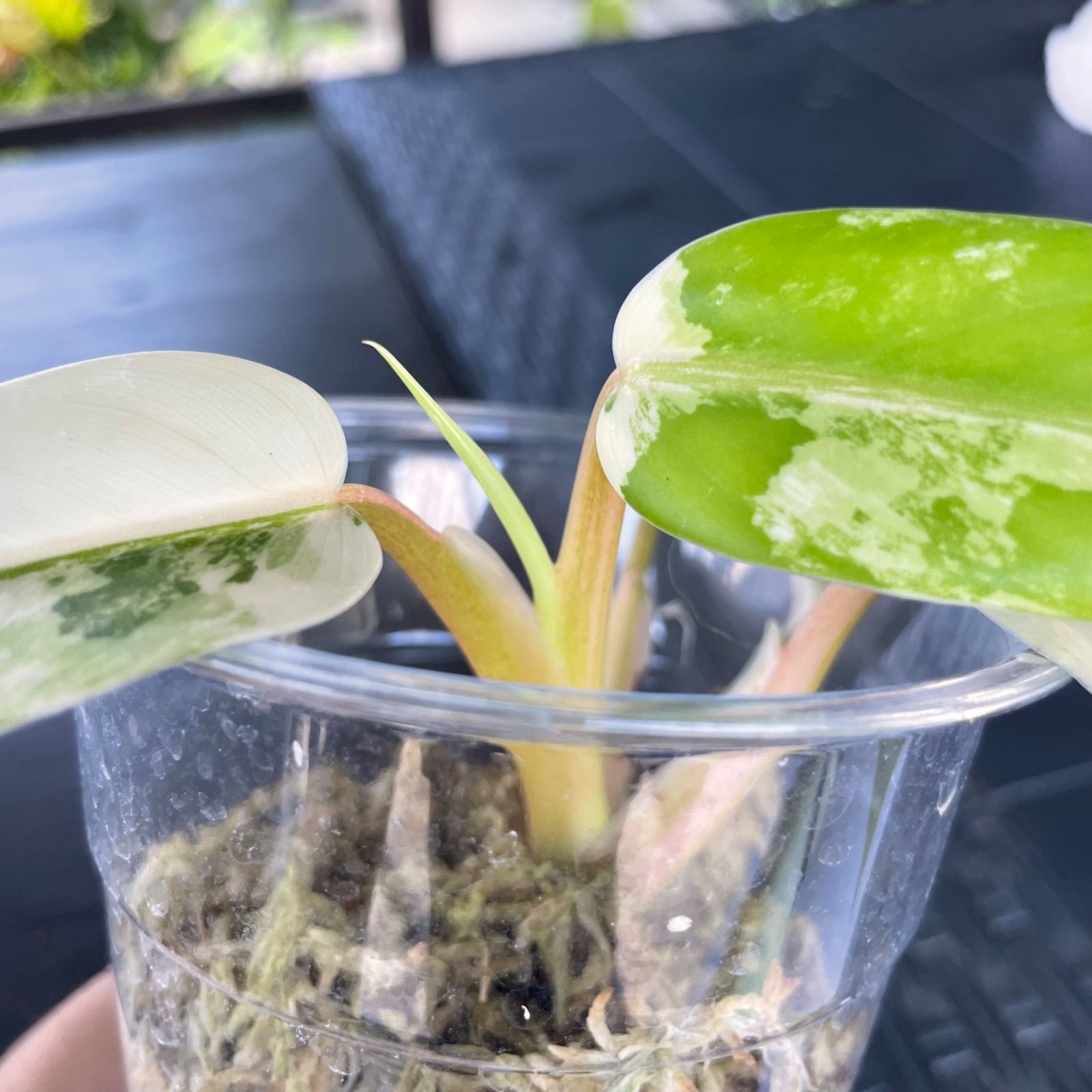 美しい斑入り葉】フィロデンドロンドメスティカム斑入り philodendron