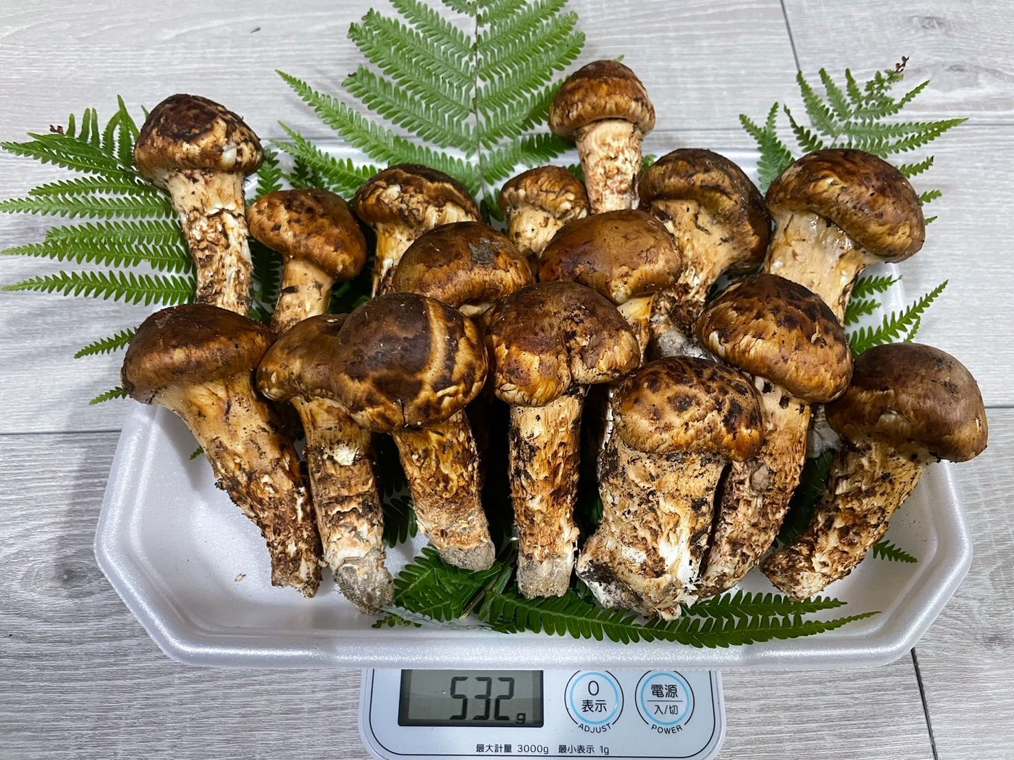 国産 早松茸 さまつ ③ 国産 高知県産 早松茸 さまつ 早松茸 国産 早松茸 さまつ ③ 国産 高知県産 早松茸 さまつ 早松茸