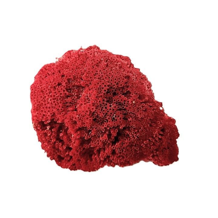 サンゴ礁 珊瑚礁 パイプオルガン珊瑚 珊瑚 サンゴ 赤珊瑚 管珊瑚