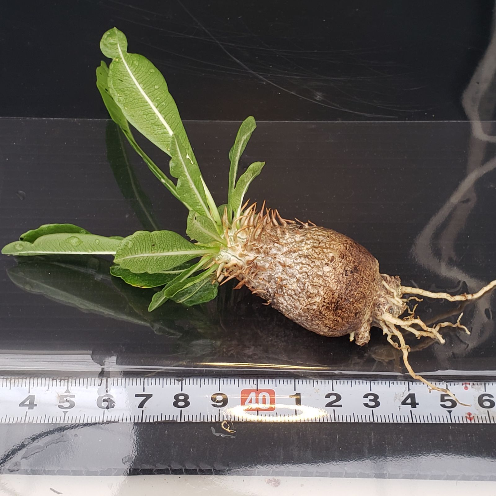 新着パキポデュウム品種不明株 V247【自社養生発根株】Pachypodium 品種不明株（SS）（現地球