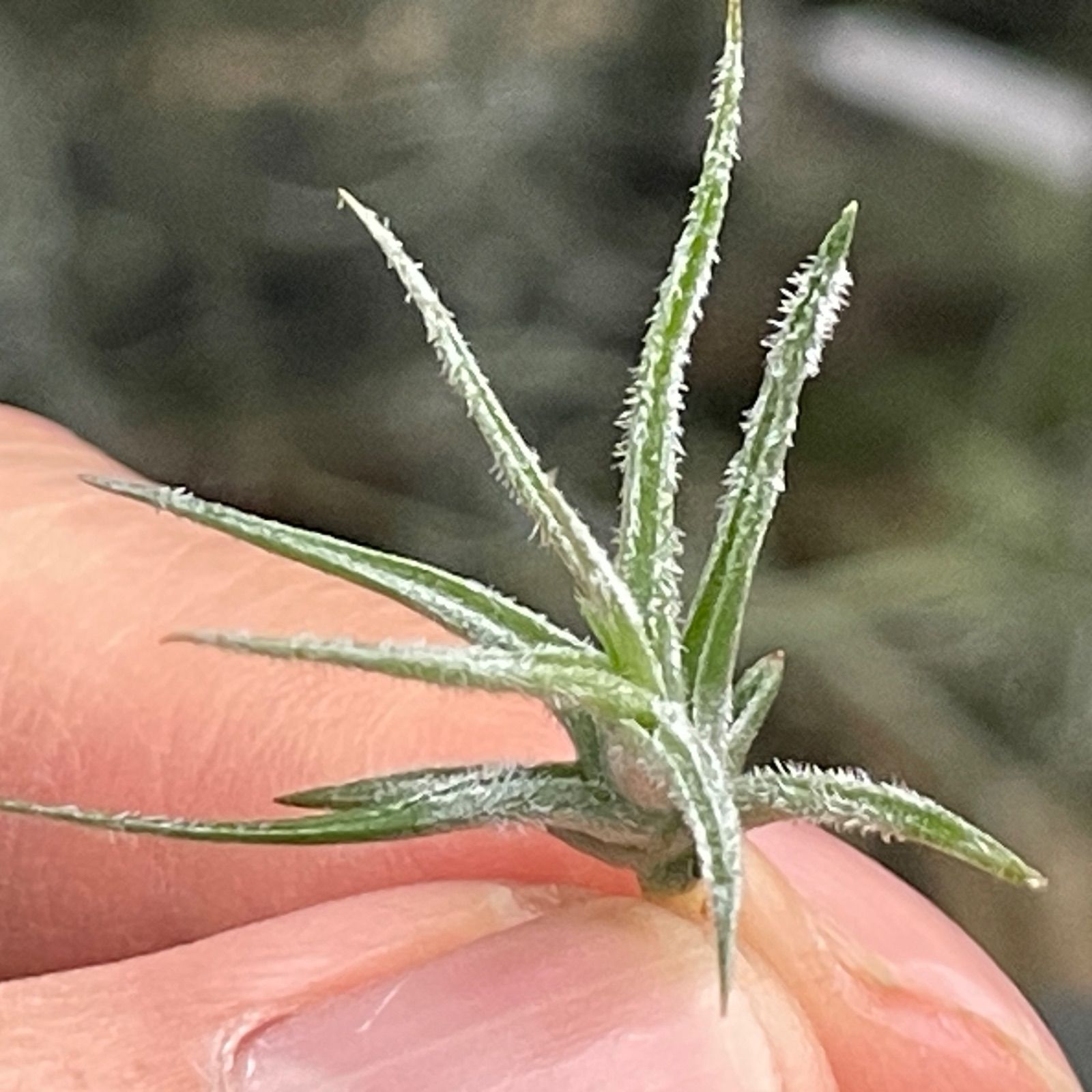 チランジア スピラリペタラ Tillandsia spiralipetala