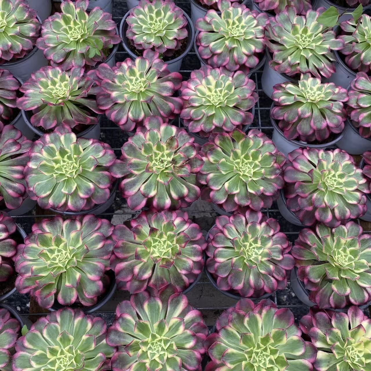 40株の抜き苗セット】純愛 多肉植物 佐川急便発送 エケベリア