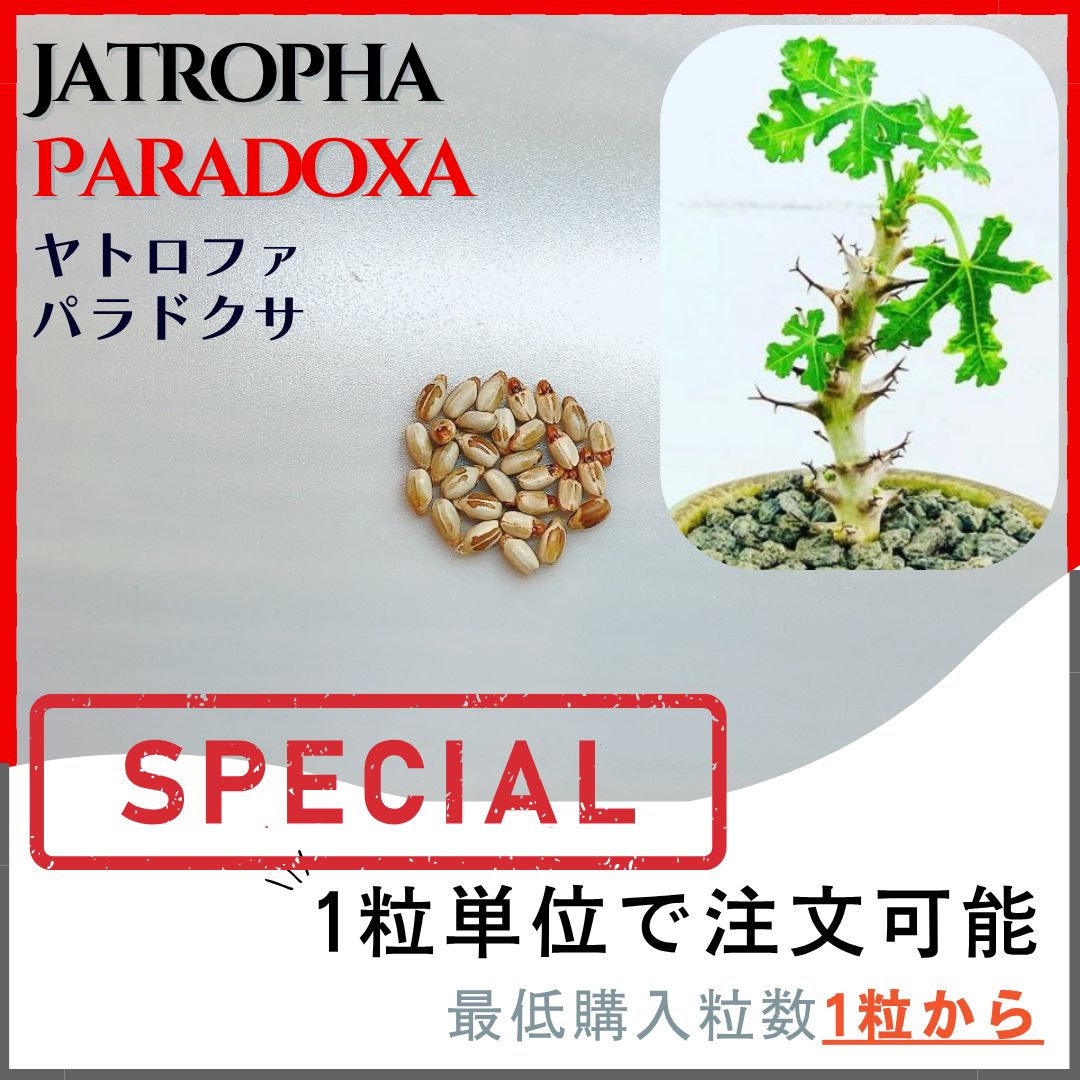 Naokichi　ヤトロファ　パラドクサ　3粒 Naokichi ヤトロファ パラドクサ 3粒 Yahoo!オークション - 【超