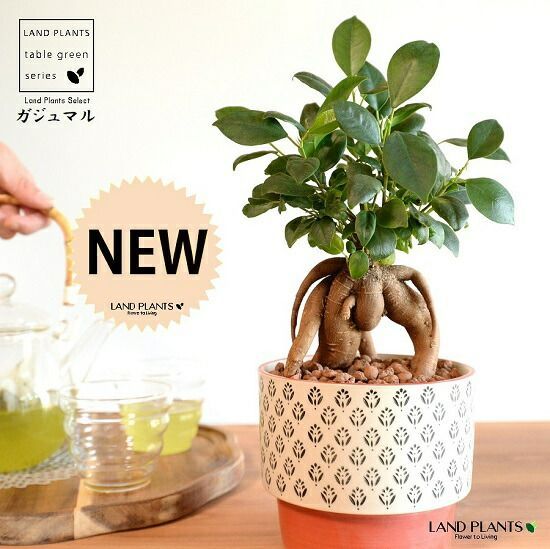 極美品✨COACH 近年モデル スタジャン シグネチャー レザー 切り替え